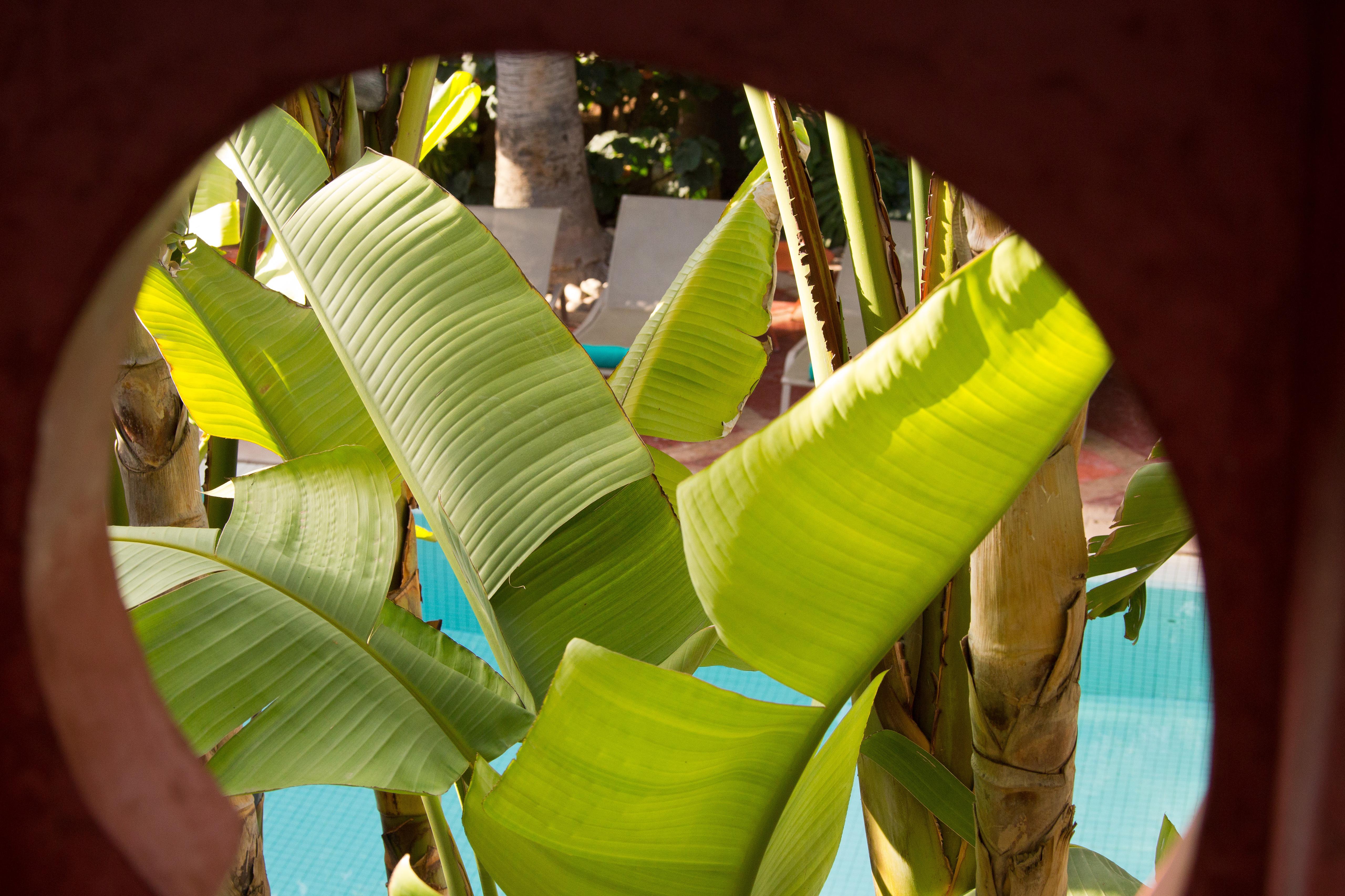레 자르딘 드 라 메디나 호텔 마라케시 외부 사진 Banana leaves